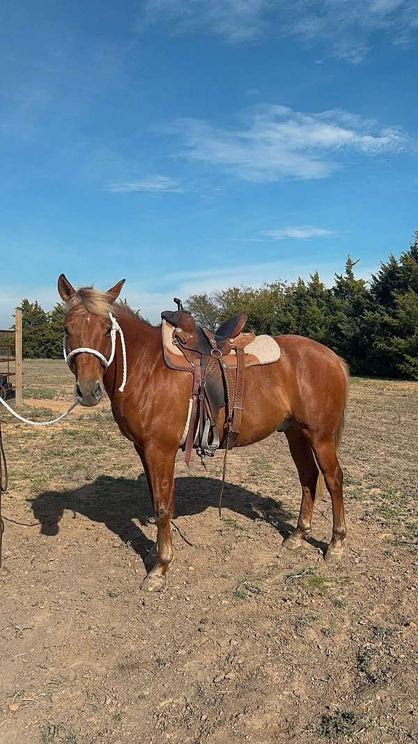 all-around-drill-team-gelding