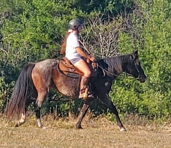 pony-club-peruvian-paso-horse