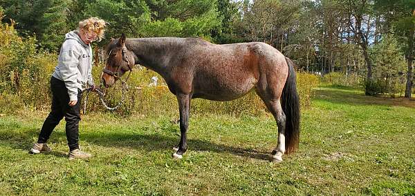 beginner-safe-peruvian-paso-horse