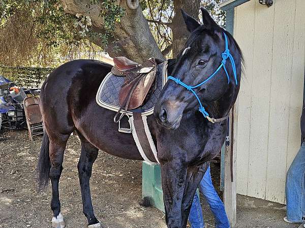 ridden-western-thoroughbred-tiger-horse