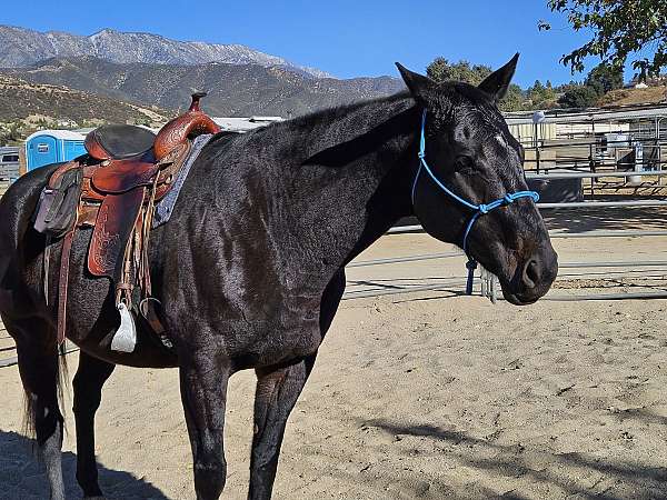 thoroughbred-tiger-mare