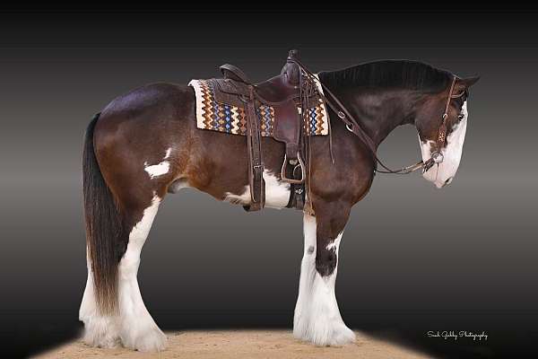 bay-overo-clydesdale-gelding