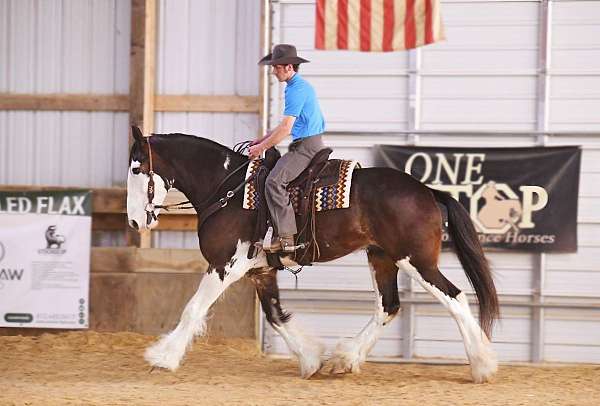 bay-overo-clydesdale-for-sale