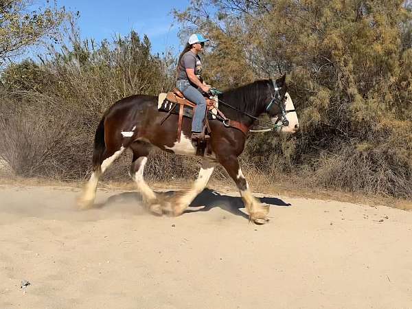 bay-overo-clydesdale-horse