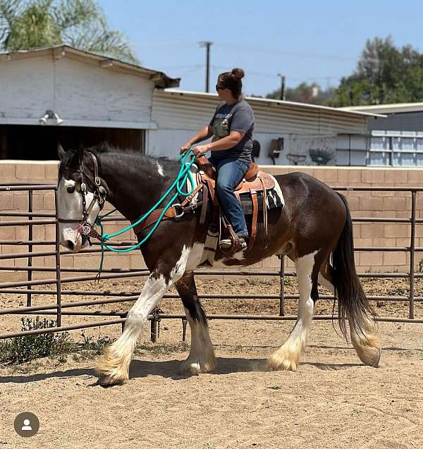 all-around-clydesdale-horse