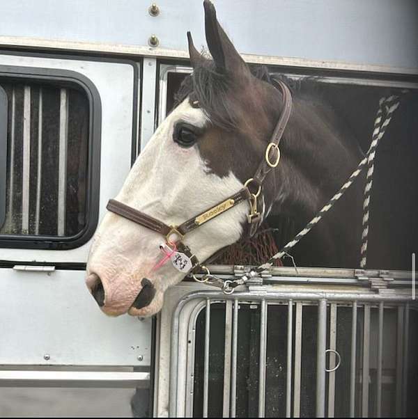 athletic-clydesdale-horse