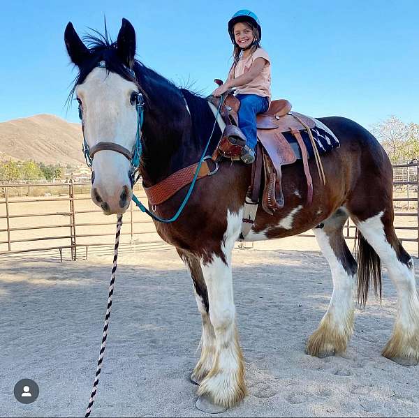 beginner-clydesdale-horse