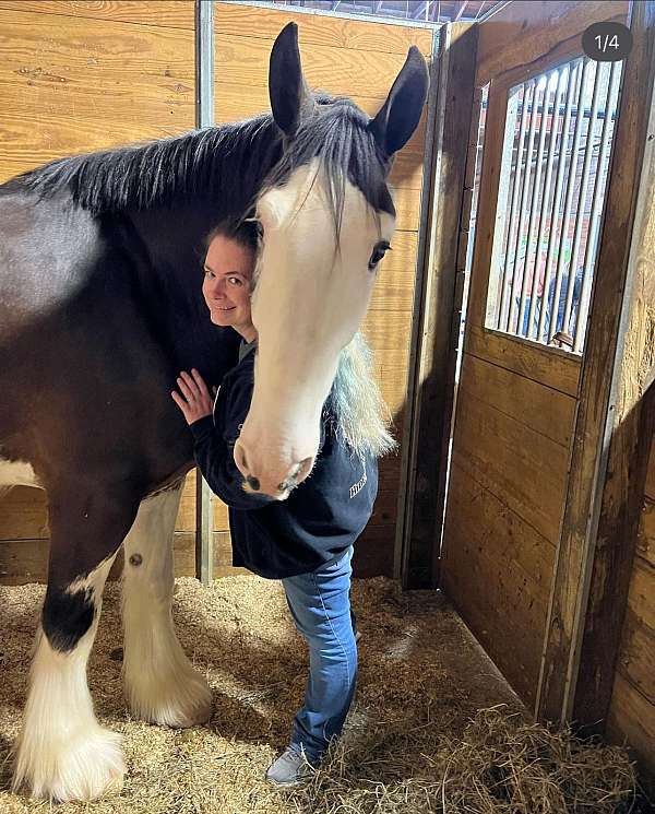 draft-clydesdale-horse