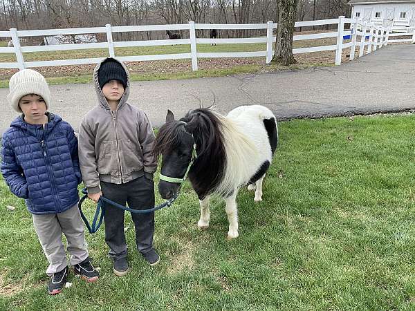 blk-n-wht-paint-pony