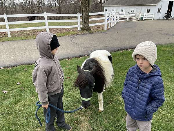 beautiful-black-miniature-pony