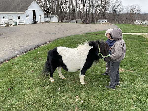 black-white-miniature-pony