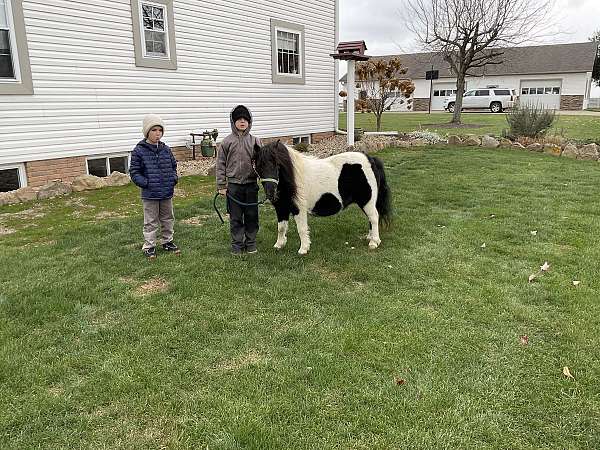 black-white-paint-miniature-pony