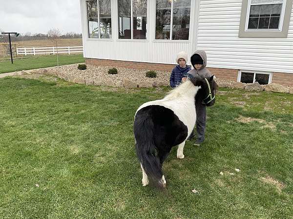 broke-to-ride-drive-miniature-pony