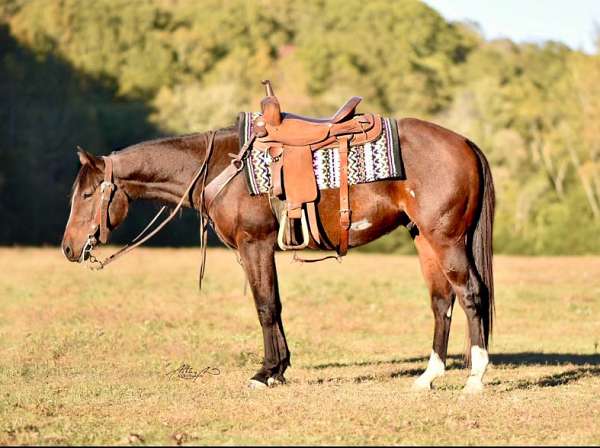 bay-overo-aqha-gelding