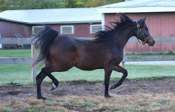 all-around-arabian-horse