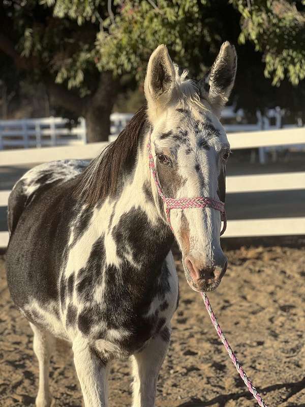 trail-lesson-family-pet-mule