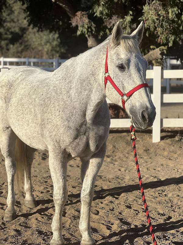 trail-lesson-family-pet-draft-horse