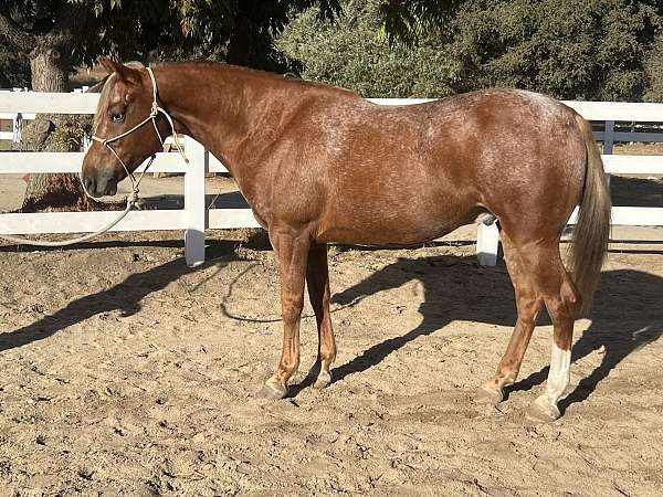 appaloosa-horse