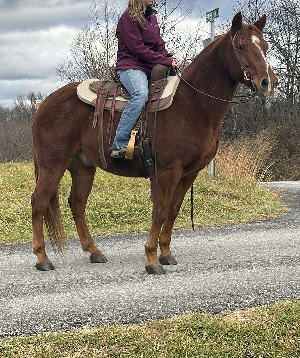 all-around-quarter-horse