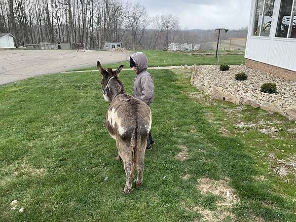 pet-donkey