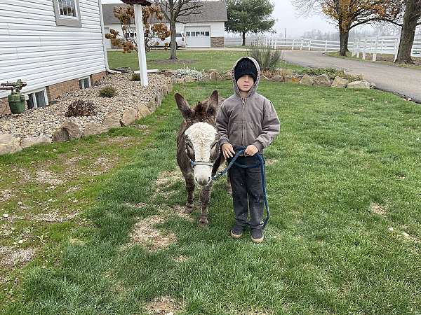 grey-playday-donkey