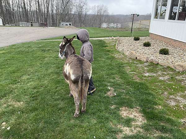 miniature-donkey