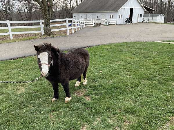 broodmare-miniature-horse