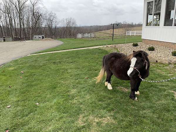 miniature-horse