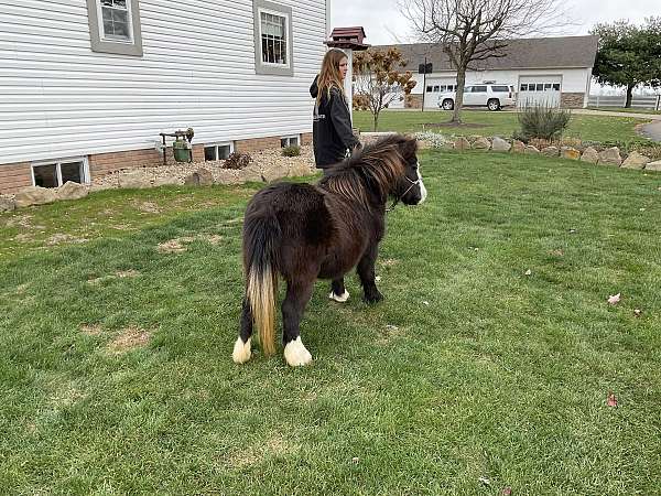 mare-miniature-horse