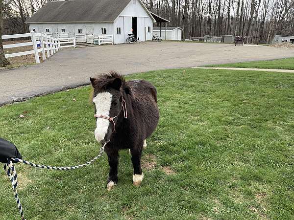 all-around-miniature-horse