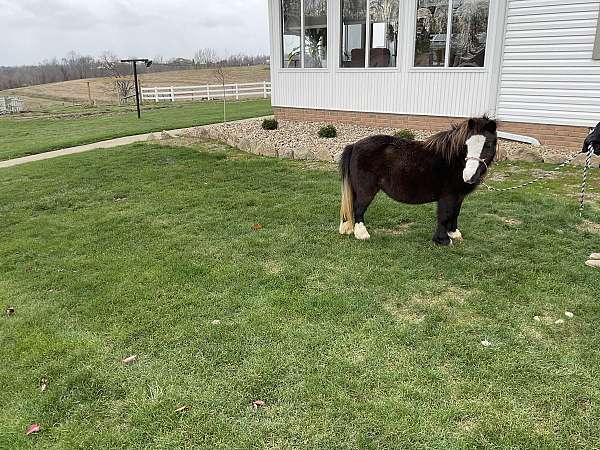 breeding-miniature-horse