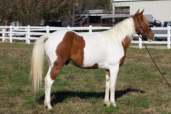 ponies-for-sale-spotted-saddle-horse