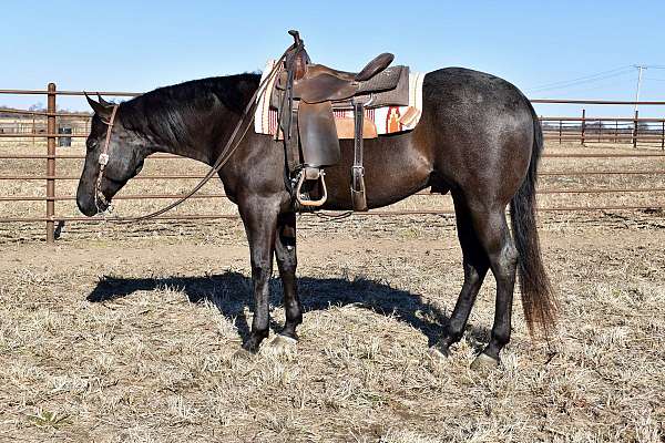 blue-roan-none-horse