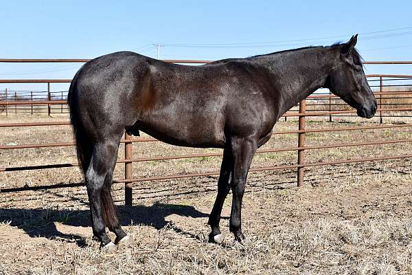 ranch-horse-quarter