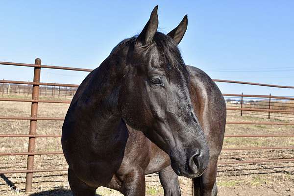 cow-horse-quarter