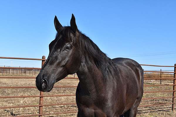 roping-horse-quarter