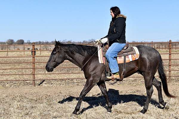 blue-roan-quarter-horse