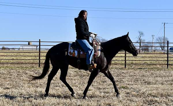 blue-roan-gelding-quarter-horse