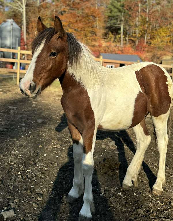 gypsy-vanner-colt