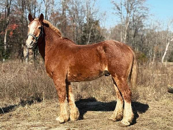 red-roan-belgian-gelding