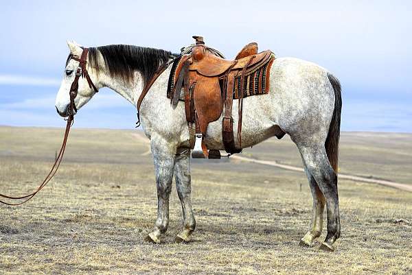 grey-see-pics-horse