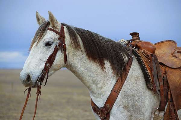 family-quarter-horse