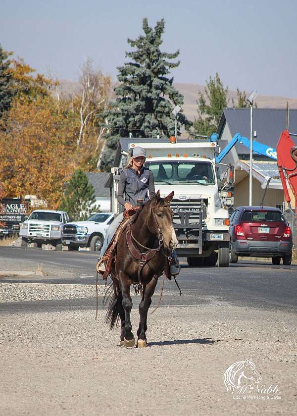 athletic-quarter-horse