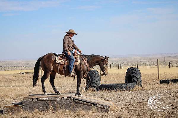 performance-quarter-horse