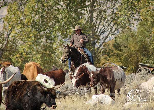 ranch-versatility-quarter-horse