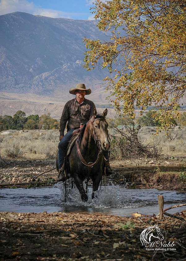 ranch-work-quarter-horse