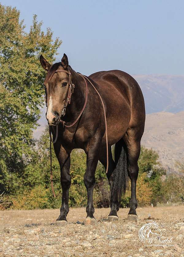 roping-quarter-horse