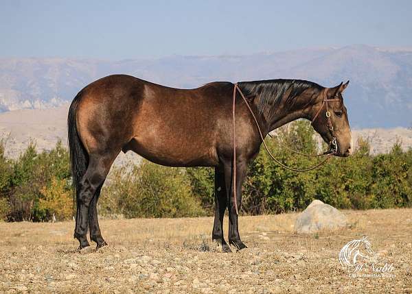 trail-riding-quarter-horse