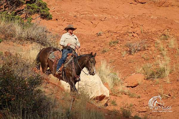 western-riding-quarter-horse