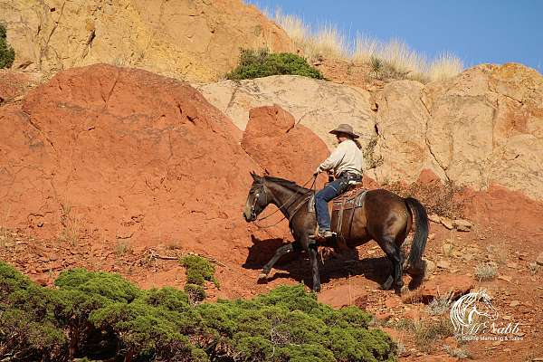 working-cattle-quarter-horse